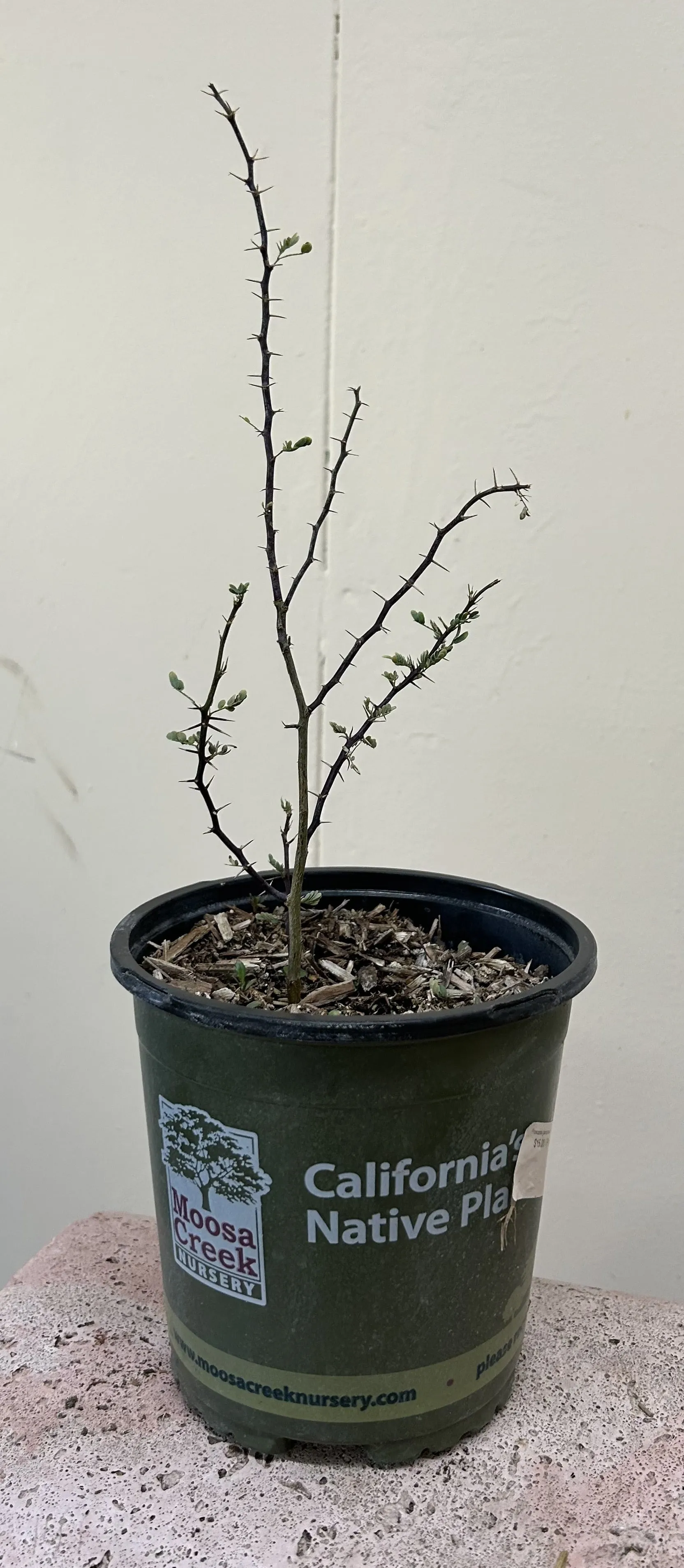 Prosopis glandulosa ssp. torreyana, Mesquite